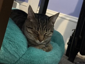 Photo of Oso
