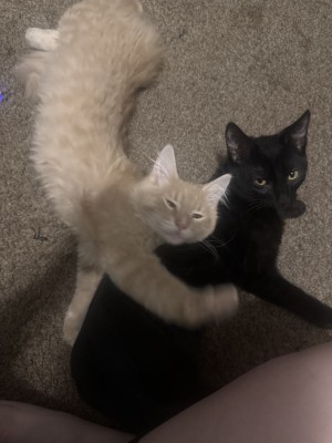 Photo of Little Kitty