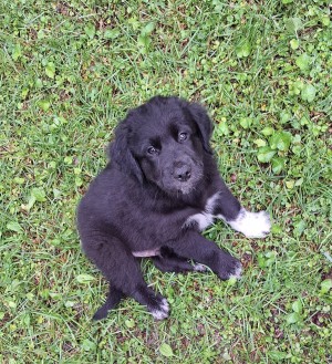 Photo of Wilbur