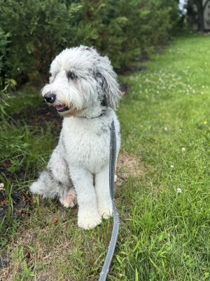 Photo of Rocky