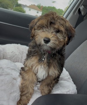 Photo of Macey
