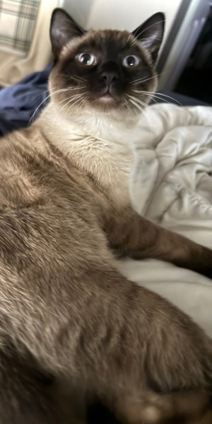 Photo of Ash