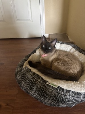 Photo of Nika