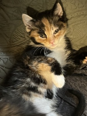 Photo of Kiwi