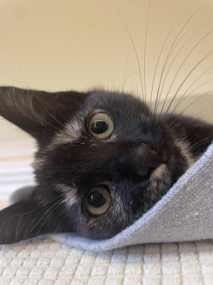 Photo of Nori
