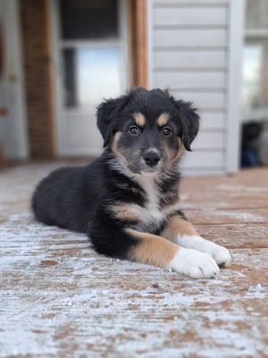 Photo of Knox