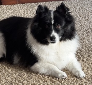 Photo of Charlie