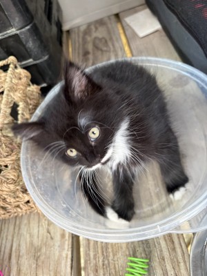 Photo of Whiskers
