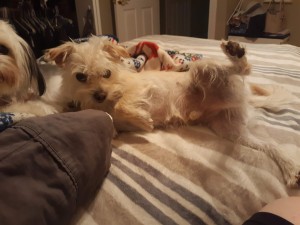Photo of Whiskey