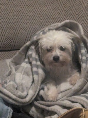 Photo of Lucy