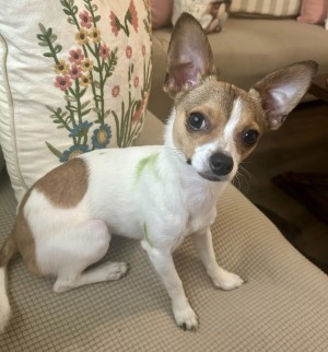 Photo of Taquito