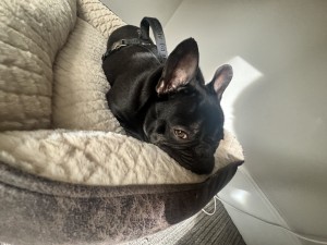 Photo of Leo