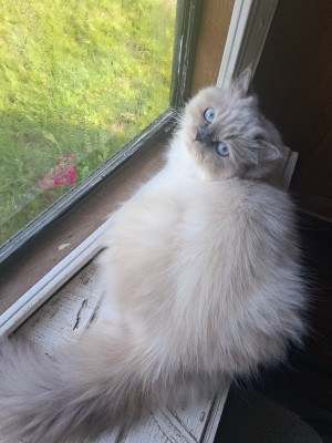 Photo of Freyja(pronounced "Fray-ah")
