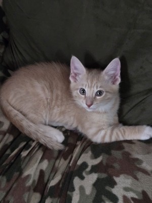 Photo of Brody