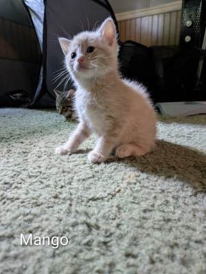 Photo of Mango