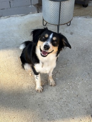 Photo of Willow