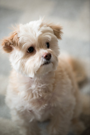 Photo of Nala