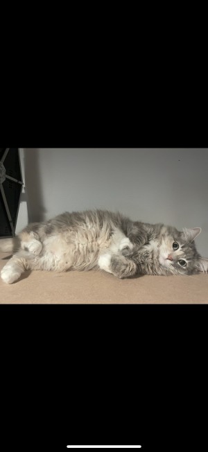 Photo of Leia