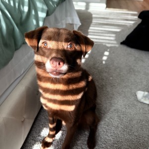 Photo of Joy