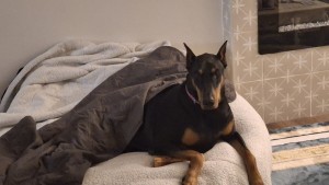 Photo of Raven