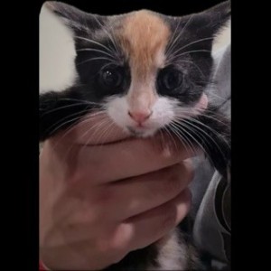 Photo of Mango