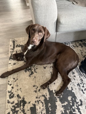 Photo of Whiskey