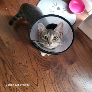 Photo of Mittens