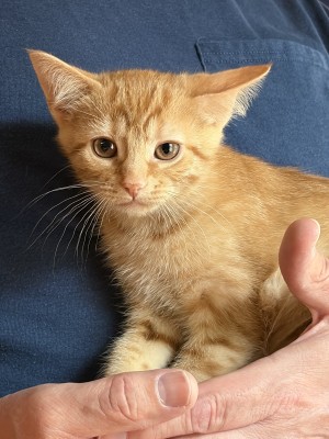 Photo of Apricot