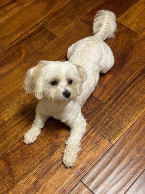 Photo of Peach