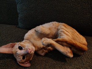 Photo of Toes