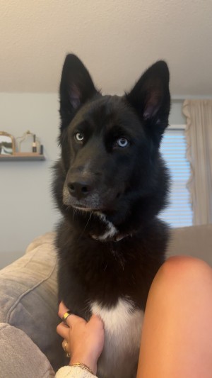 Photo of Nala