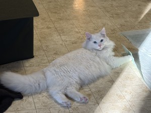 Photo of Yoda