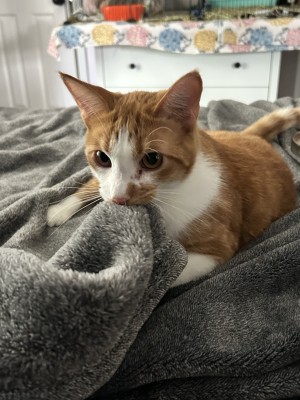 Photo of Nemo