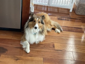 Photo of Chico