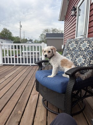 Photo of Oscar