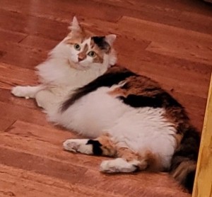 Photo of Papaya