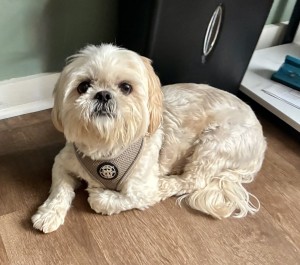 Photo of Bentley