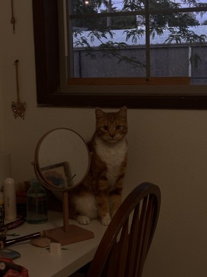 Photo of Chester