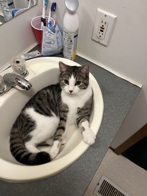 Photo of Scooter