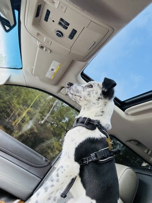 Photo of Bandit