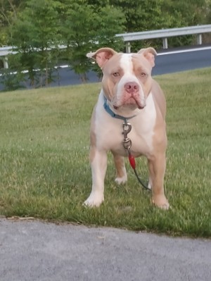 Photo of Ghost