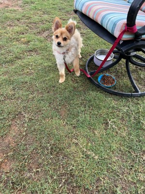 Photo of Pixie