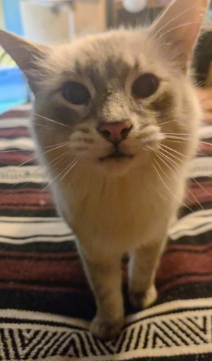 Photo of Archie