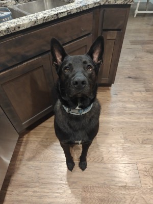Photo of Arlo