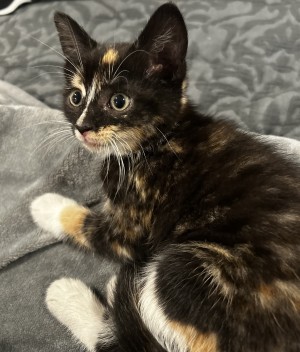 Photo of Kitty