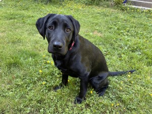 Photo of Freya