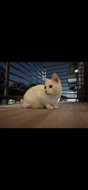 Photo of Snowball