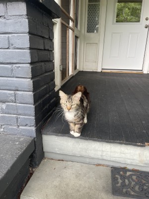 Photo of Fluff Nugget