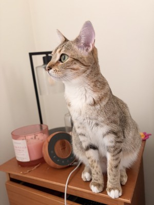 Photo of Sprinkles