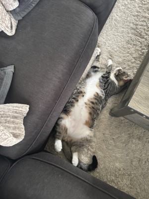 Photo of Felix